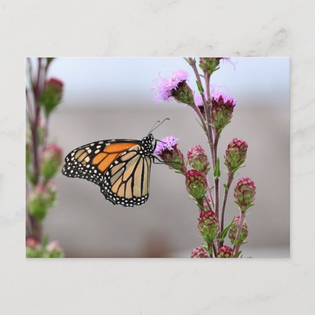 Monarch Postcard (Front)