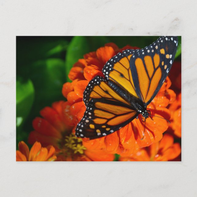 Monarch Postcard (Front)