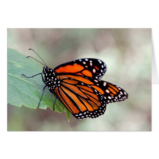 Monarch resting cards (Front Horizontal)