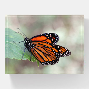 Monarch resting on a leaf paperweight