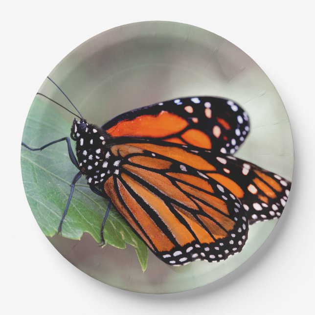 Monarch resting paper plates (Front)