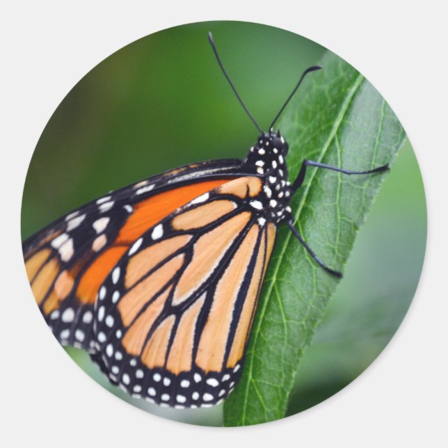 Monarch Sticker (Front)