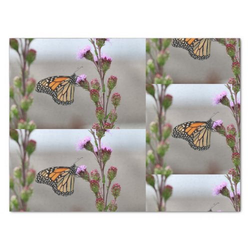 Monarch Tissue Paper