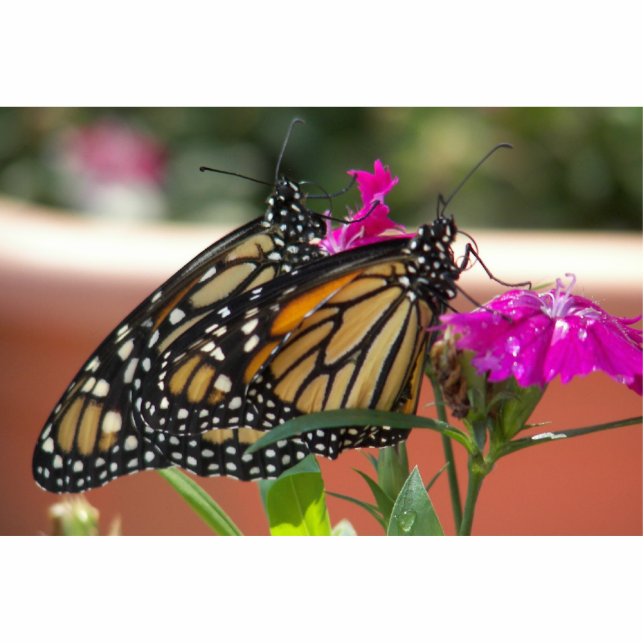 Monarch Twins #1-photo sculpture (Front)