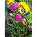 Monarch Twins #2-photo sculpture<br><div class="desc">Beautiful twin Monarch butterflies just born. Resting on pink marigold flower. Nature at it's best. Colorful wildlife monarch butterfly picture for spring and summer gifts.  © Copyright photo by Debra Carr</div>