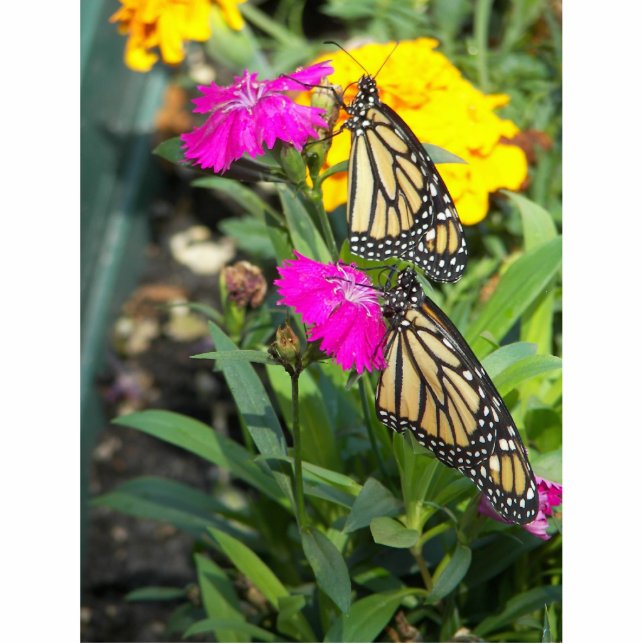 Monarch Twins #2-photo sculpture (Front)