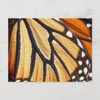 Monarch Wing ~ postcard