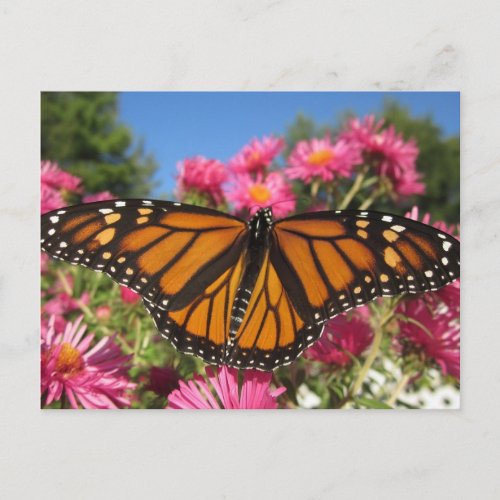 Monarch Wings _ Butterfly Postcard