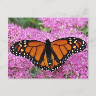 Monarch Wings on Pink - Butterfly Postcard