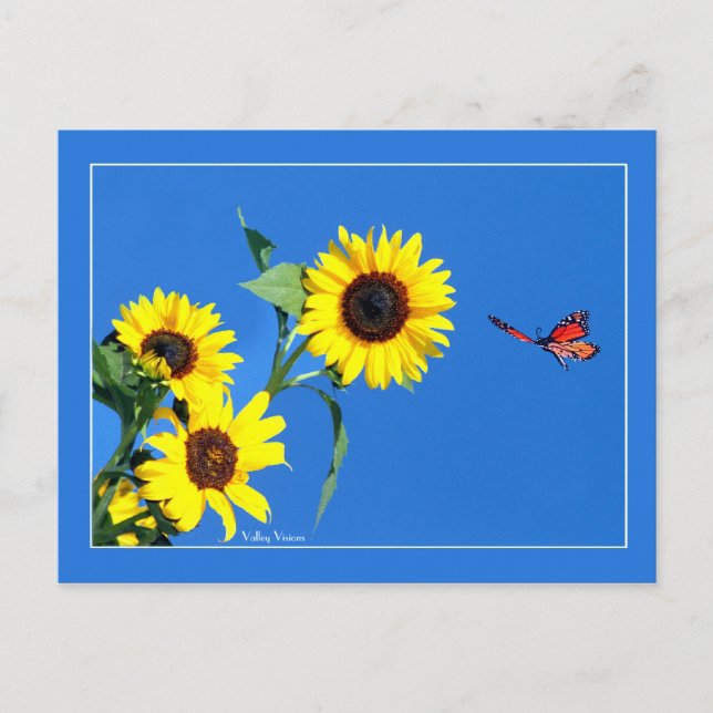 Monarch With Yellow and Blue Postcard (Front)