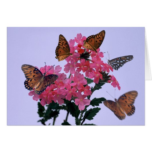 Monarchs and Pink Penta Cards (Front Horizontal)