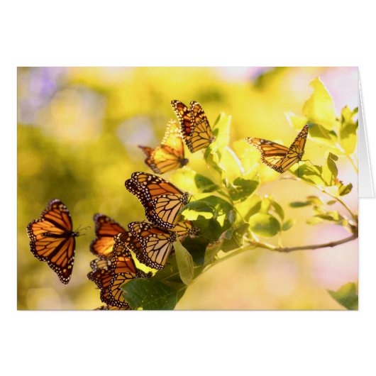 Monarchs in the Sunlight Cards (Front Horizontal)