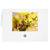 Monarchs in the Sunlight Cards (Back Horizontal)