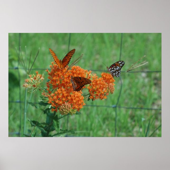 Monarchs on the Butterfly Weed Print (Front)