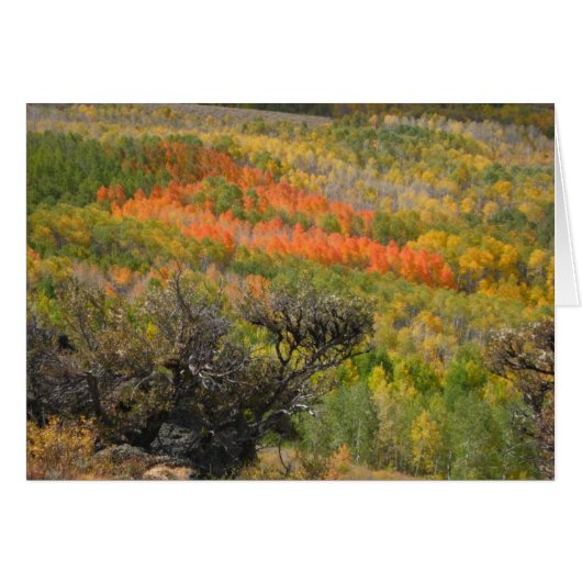 Monet Moment Cards (Front Horizontal)
