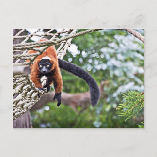 Money On Tree Postcard