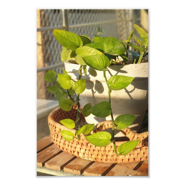 Money Plant  Photo Print (Front)