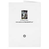 Money Wash Cards (Back)