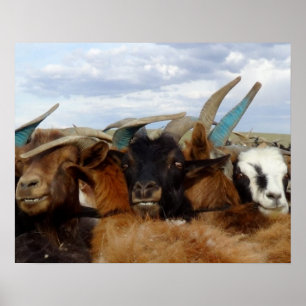 Mongolian Goats Poster