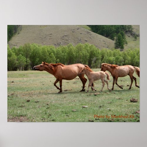 Mongolian Horses Poster