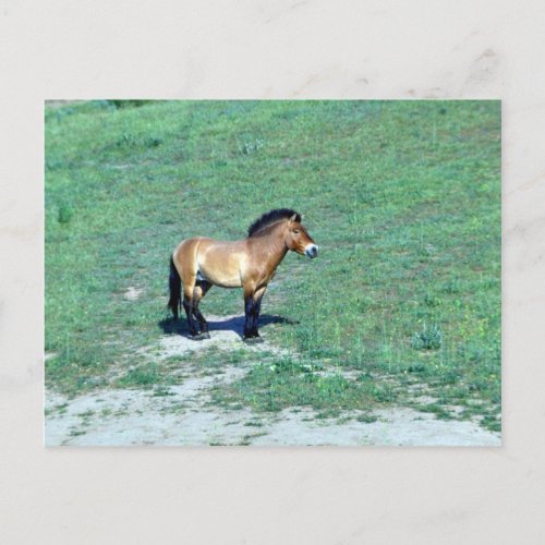 Mongolian Przewalskii Wild Horse Postcard