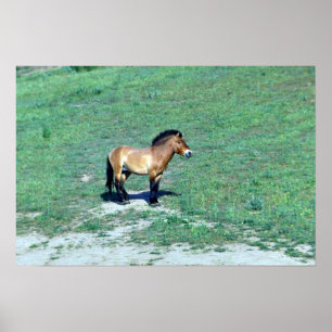 Mongolian (Przewalskii) Wild Horse Poster