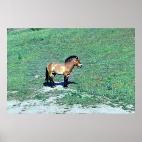 Mongolian Przewalskii Wild Horse Poster