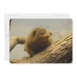 Mongoose a Tree Branch Invitation