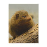 Mongoose a Tree Branch Postcard