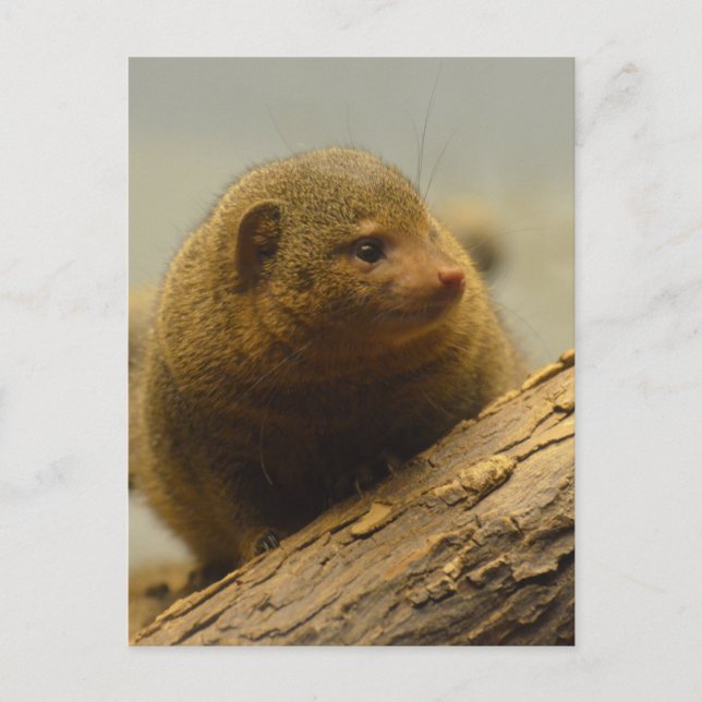 Mongoose a Tree Branch Postcard (Front)