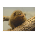 Mongoose a Tree Branch Postcard