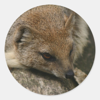 Mongoose Closeup Sticker