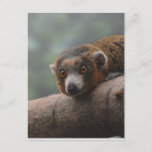 Mongoose Lemur Postcard