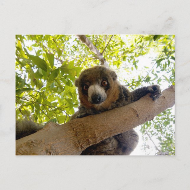 Mongoose lemur postcard (Front)