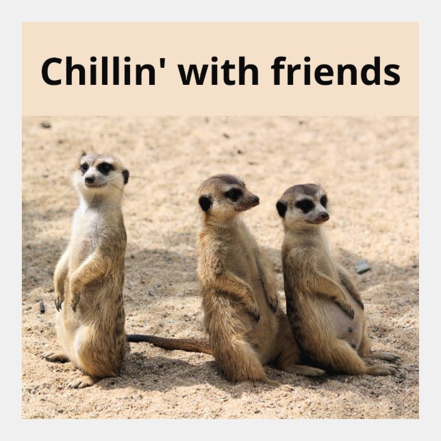 Mongoose Meme (Front)
