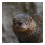 Mongoose Poster