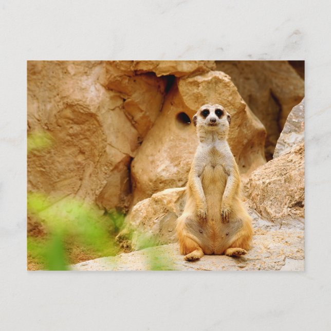 Mongoose Standing Tall Postcard (Front)