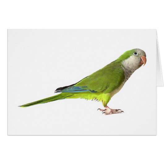 Monk Parakeet Cards (Front Horizontal)