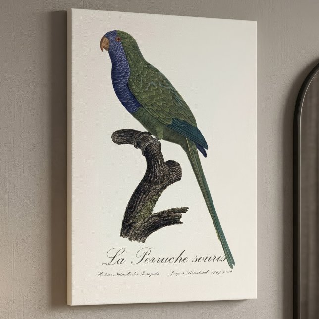 Monk Parakeet or Monk Parrot, Myiopsitta Monachus Canvas Print (Monk Parakeet or Monk Parrot, Myiopsitta Monachus. Canvas Print)