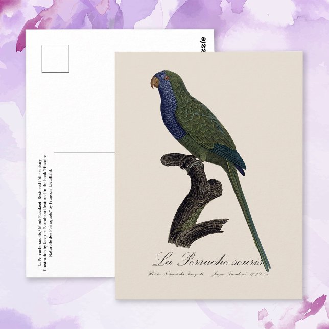 Monk Parakeet or Monk Parrot, Myiopsitta Monachus Postcard (Monk Parakeet or Monk Parrot, Myiopsitta Monachus. Postcard)