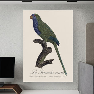 Monk Parakeet or Monk Parrot, Myiopsitta Monachus Poster