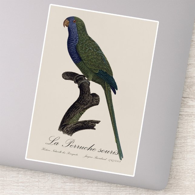 Monk Parakeet or Monk Parrot, Myiopsitta Monachus Sticker (Monk Parakeet or Monk Parrot, Myiopsitta Monachus. Sticker)