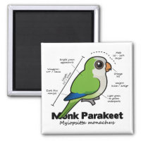 Monk Parakeet Statistics Square Magnet