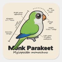 Monk Parakeet Statistics Square Sticker