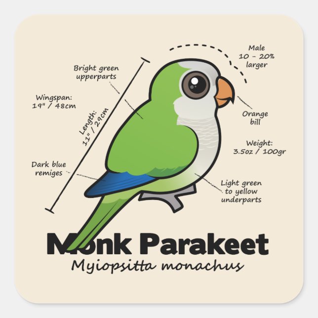 Monk Parakeet Statistics Square Sticker (Front)