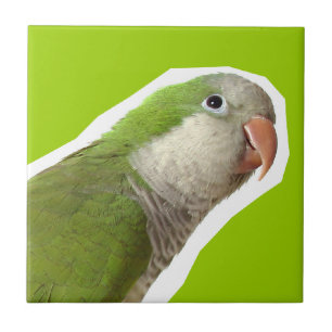 Monk Parakeet Tile