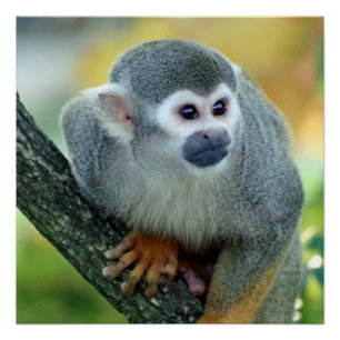 Monkey 004 poster