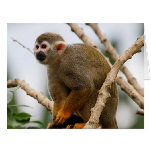 Monkey_2014_1201 (Front Horizontal)