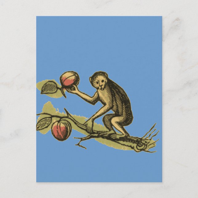 Monkey and His Coconuts Postcard (Front)