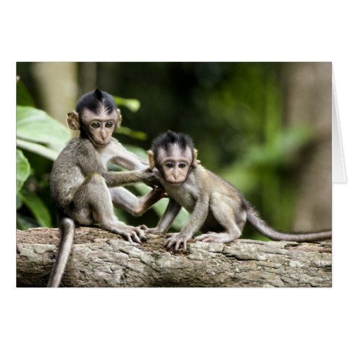 Monkey Babies in Nature